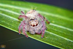 thumbnail Bộ 4 Filter Close up Macro +1+2+4+10 - 1