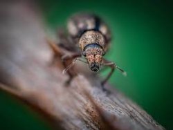 thumbnail Flash Macro Triopo TR-15EX for Canon - 2