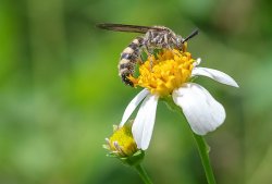 thumbnail Lens 7ARTISANS 60mm F2.8 MACRO mark II 1:1 for sony E - 4