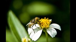 thumbnail TUBE MACRO AF MEIKE CANON (METAL MOUNT) - 5